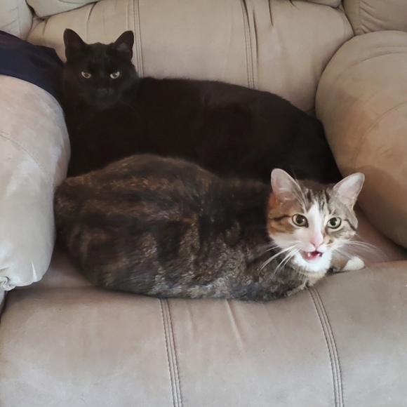 Meet your Posher, Shay - Picture 3 of 3